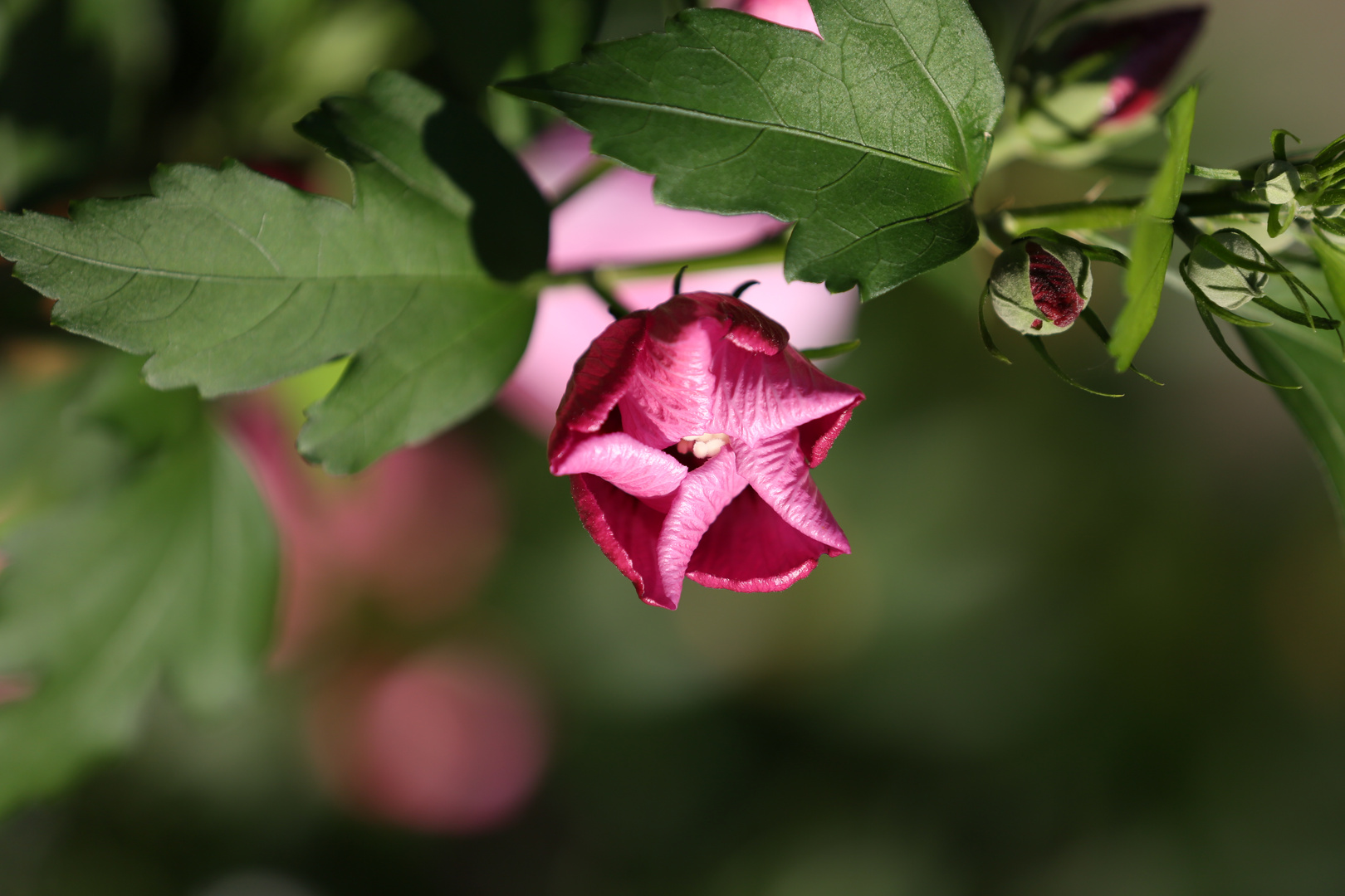 Pink Hibiscus syriacus