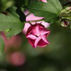 Pink Hibiscus syriacus