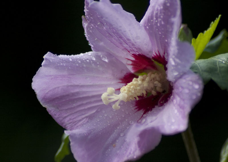 Pink Hibiscus with rain drops