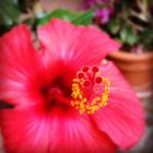 Pink Hibiskus