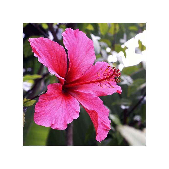 Pink Hibiskus