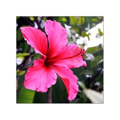 Pink Hibiskus