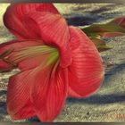 pink Hippeastrum