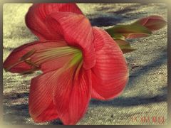 pink Hippeastrum