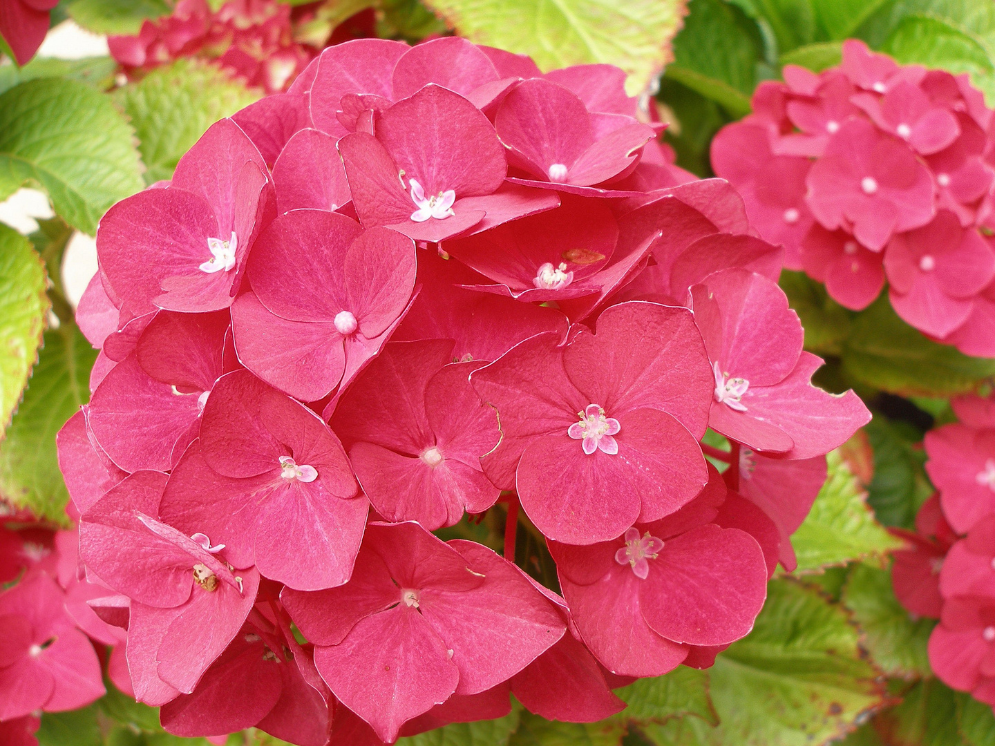 pink hortensie 