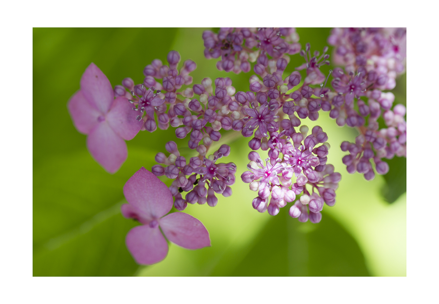 Pink Hydrangea