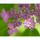 Pink Hydrangea