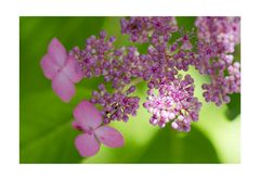 Pink Hydrangea