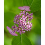 Pink Hydrangea-2