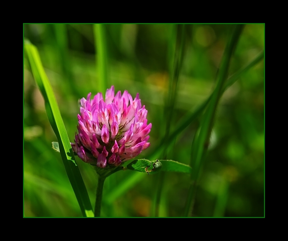 ... pink im grün ...