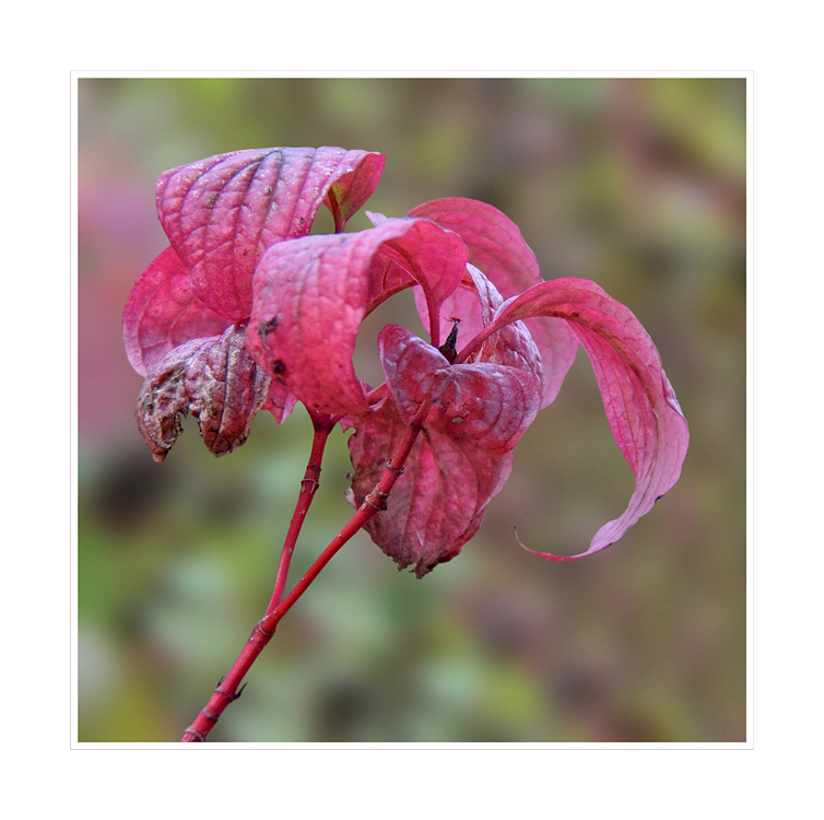 Pink im Herbst