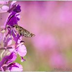 Pink im Moor