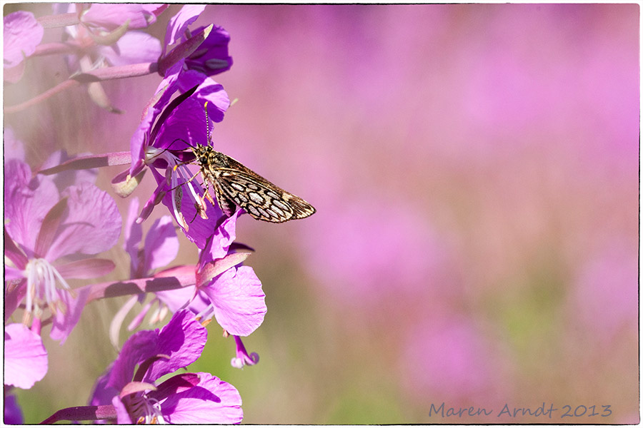 Pink im Moor