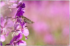 Pink im Moor