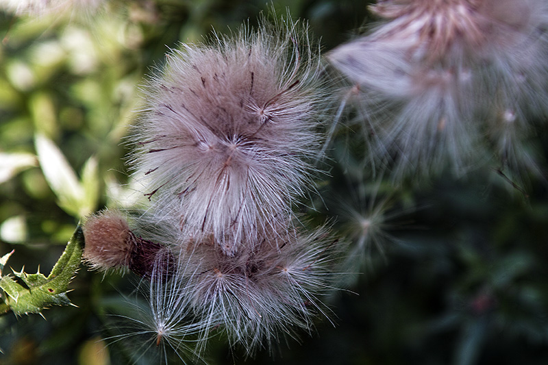 Pink im Wald