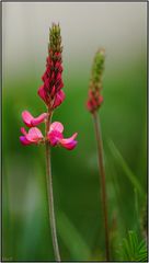 Pink in der Wiese