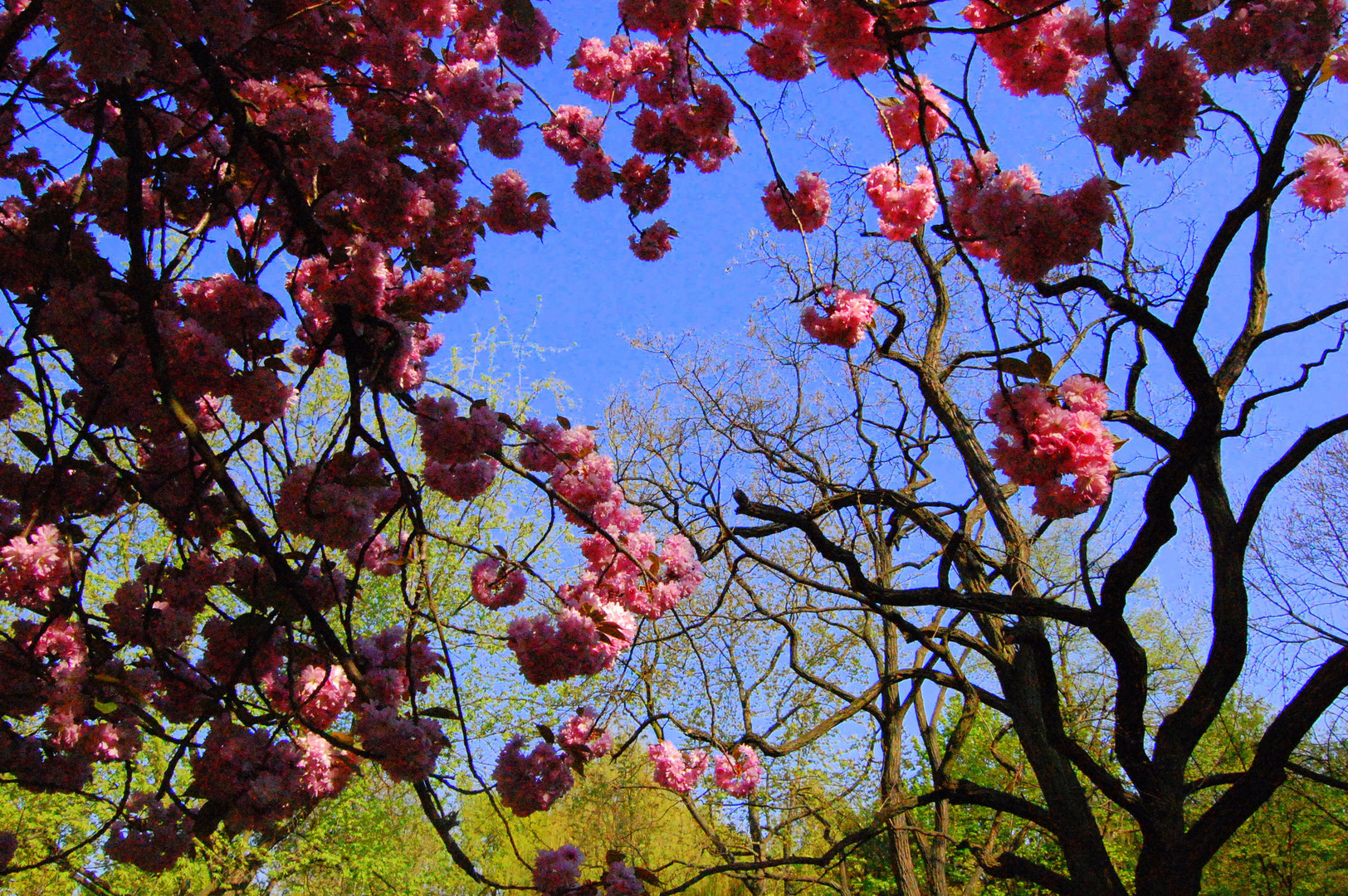 Pink in Spring