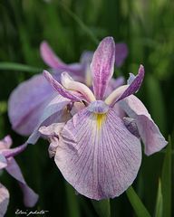 pink iris