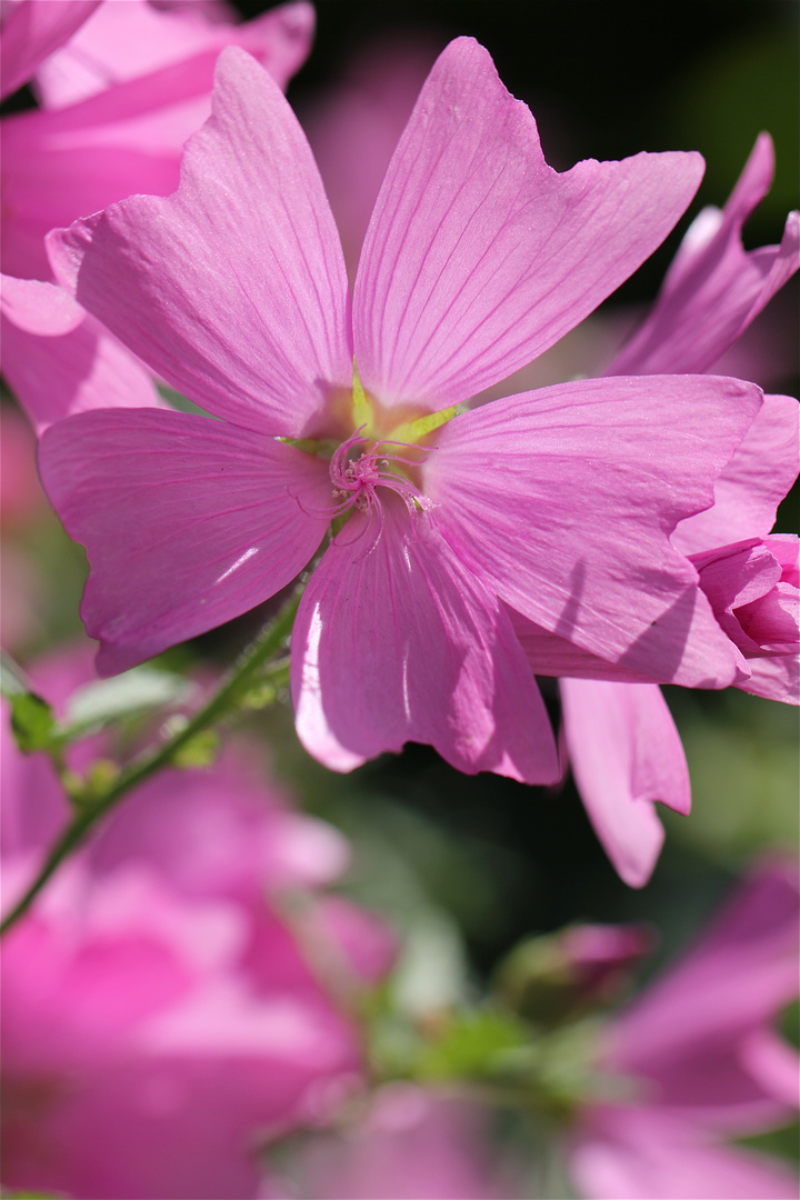 Pink is beautiful :-)