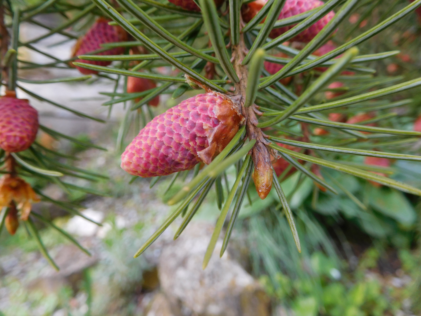 Pink ist wunderschön