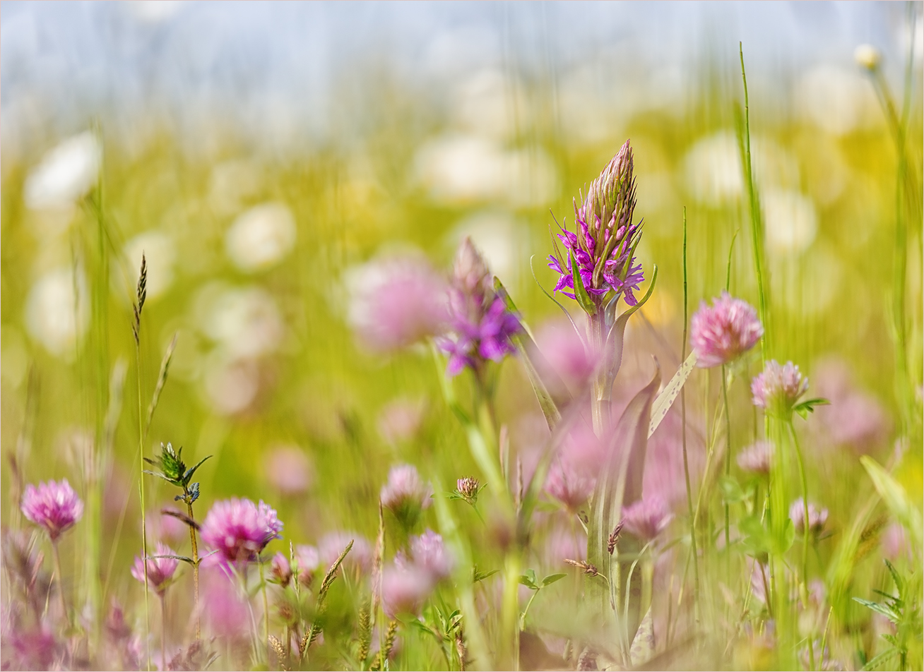 Pink ist's auf der Blumenwiese!