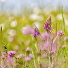 Pink ist's auf der Blumenwiese!