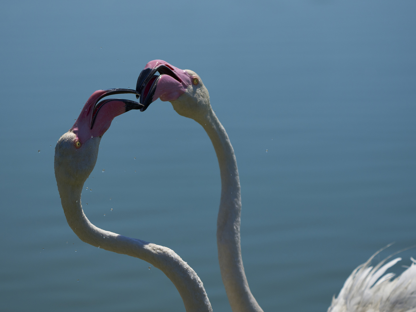 Pink Kiss