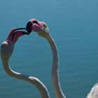 Pink Kiss