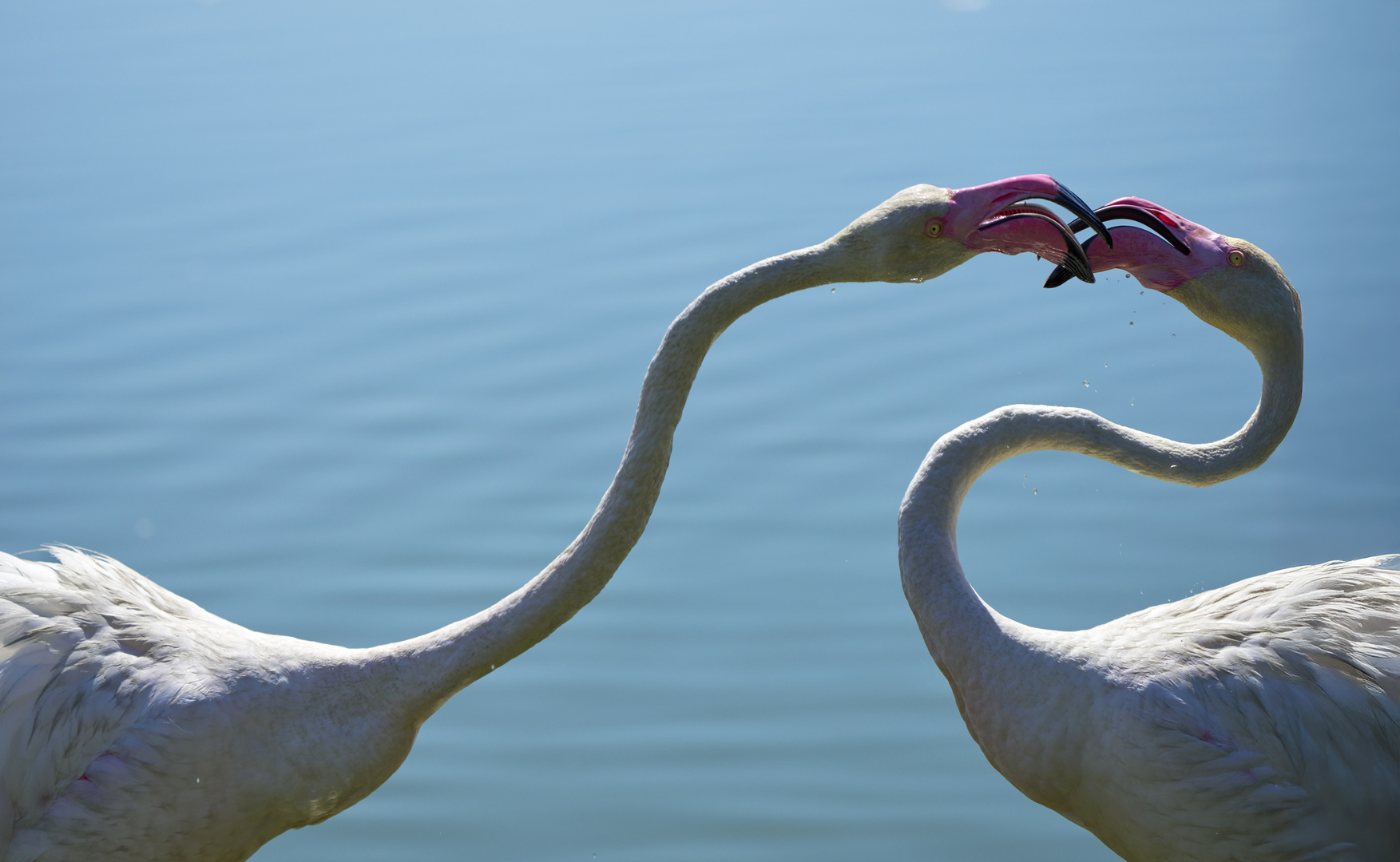 Pink Kiss