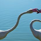 Pink Kiss
