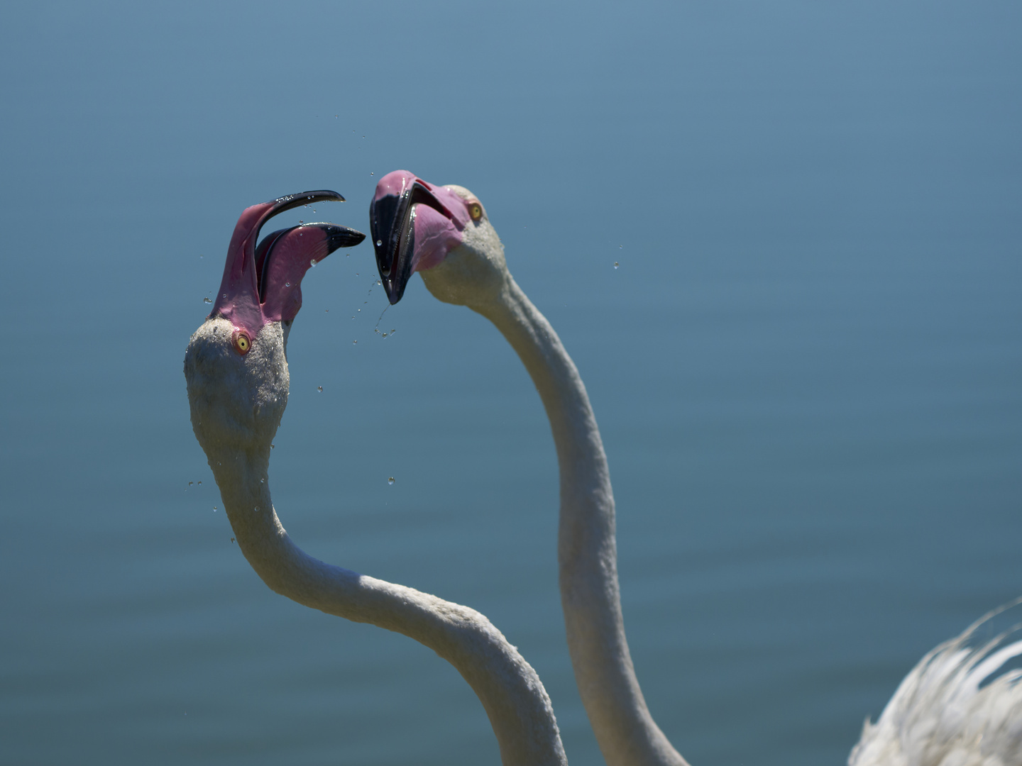 Pink Kiss