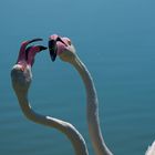 Pink Kiss
