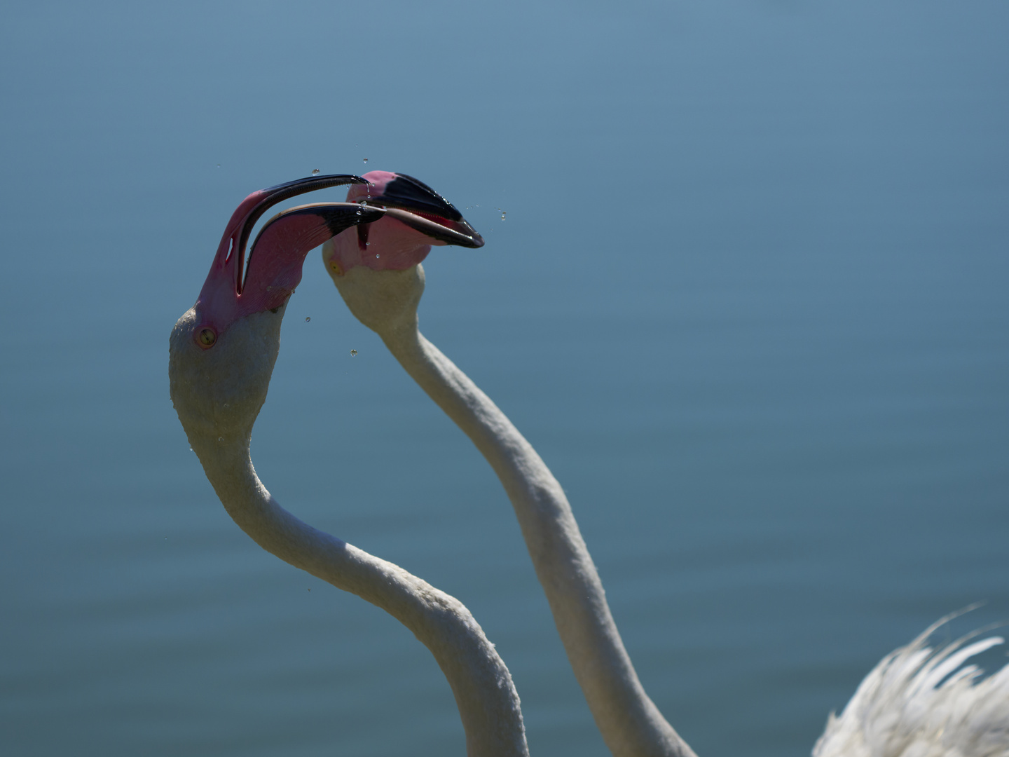 Pink Kiss