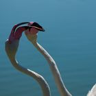 Pink Kiss