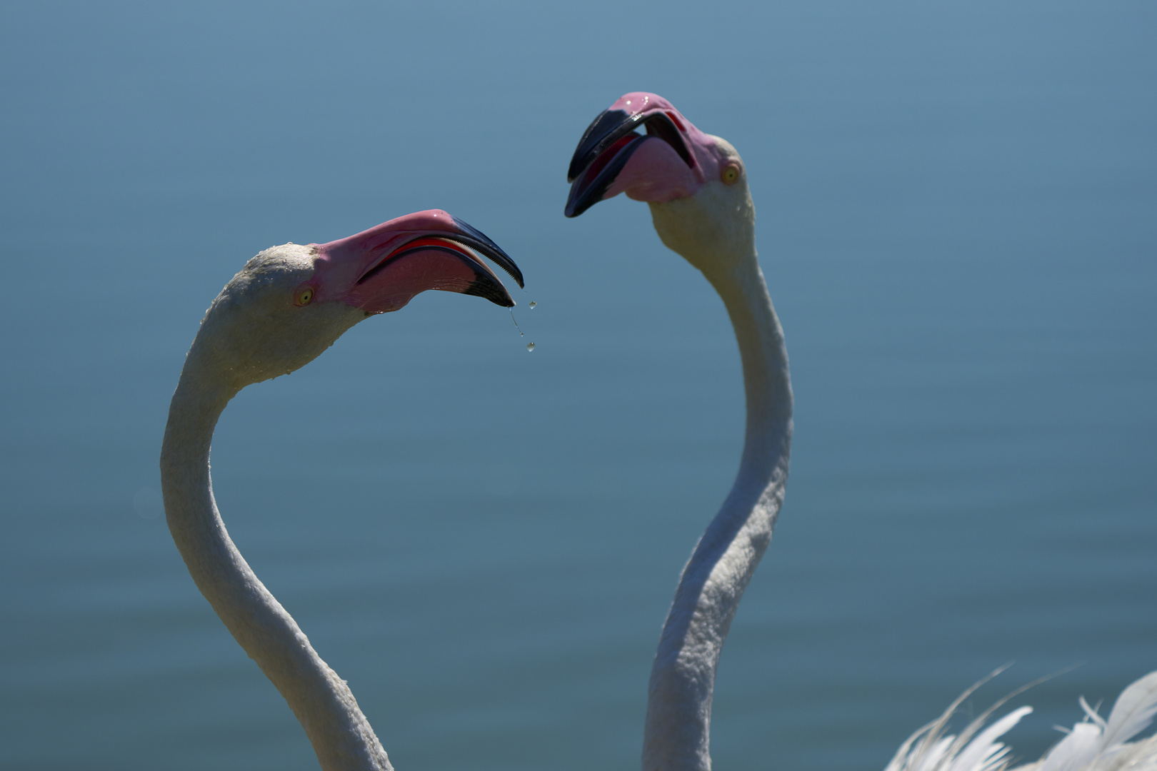 Pink Kiss