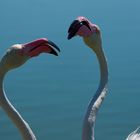 Pink Kiss
