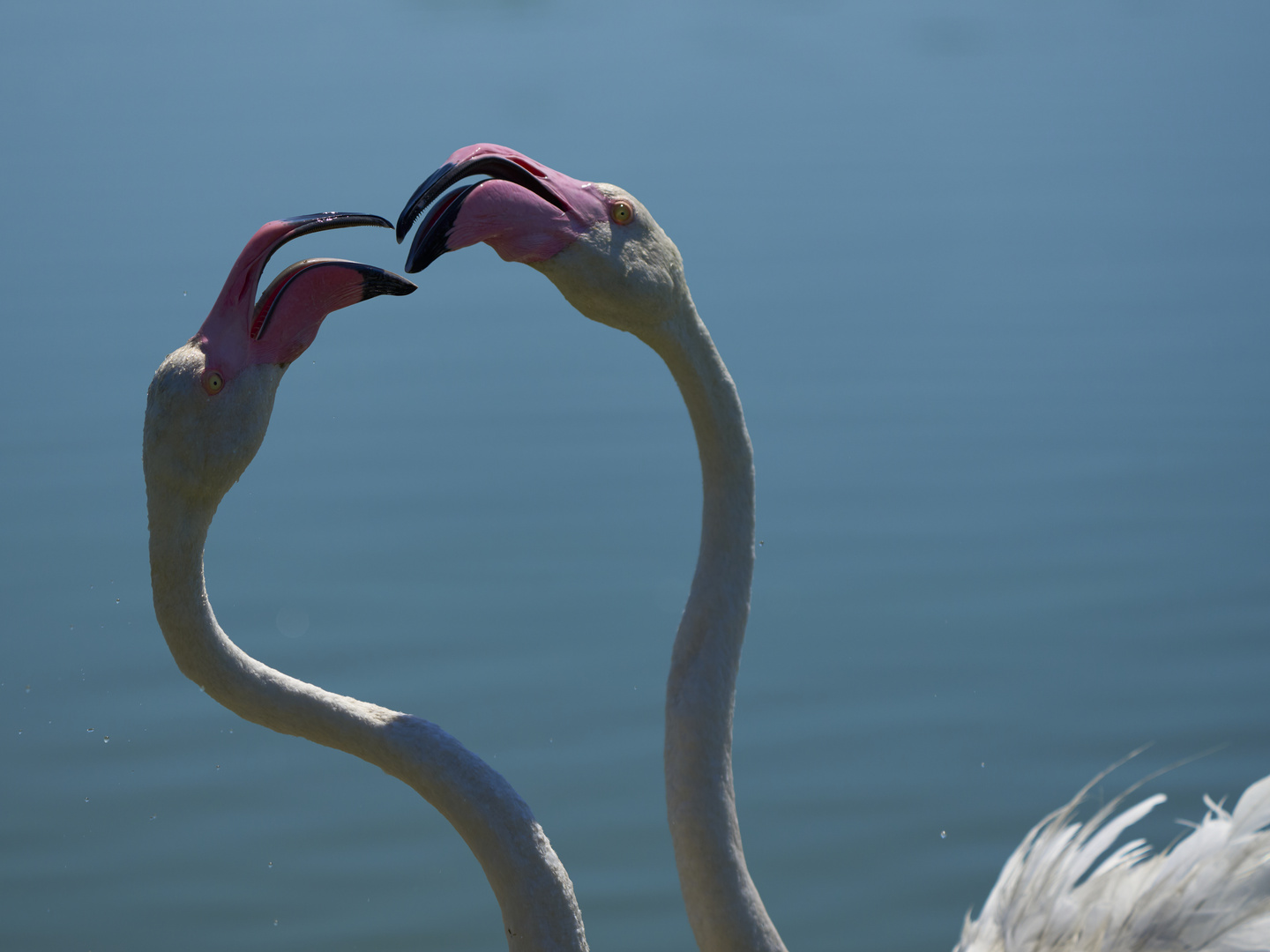 Pink Kiss