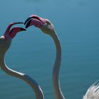 Pink Kiss