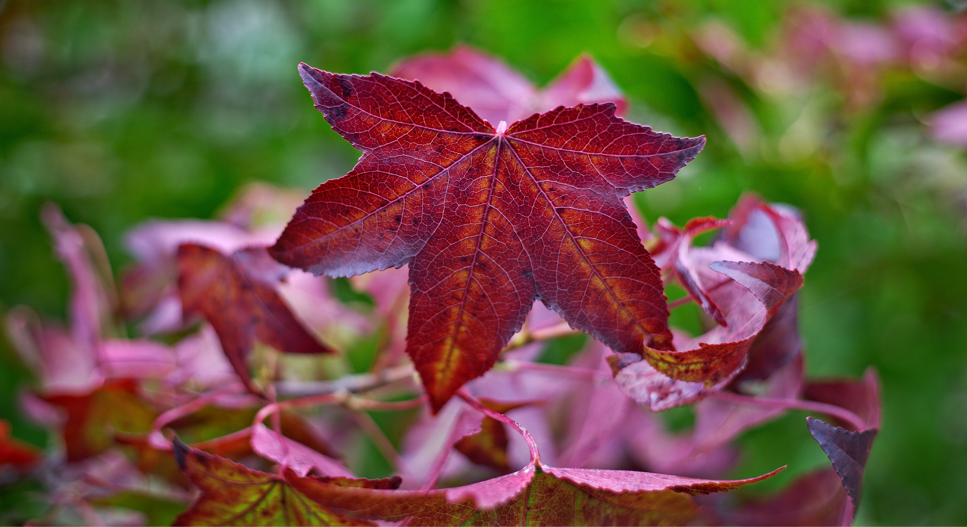 pink kissed leaves