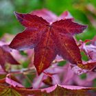 pink kissed leaves