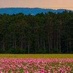 pink klatschmohn 