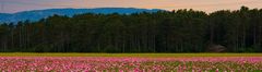 pink klatschmohn 