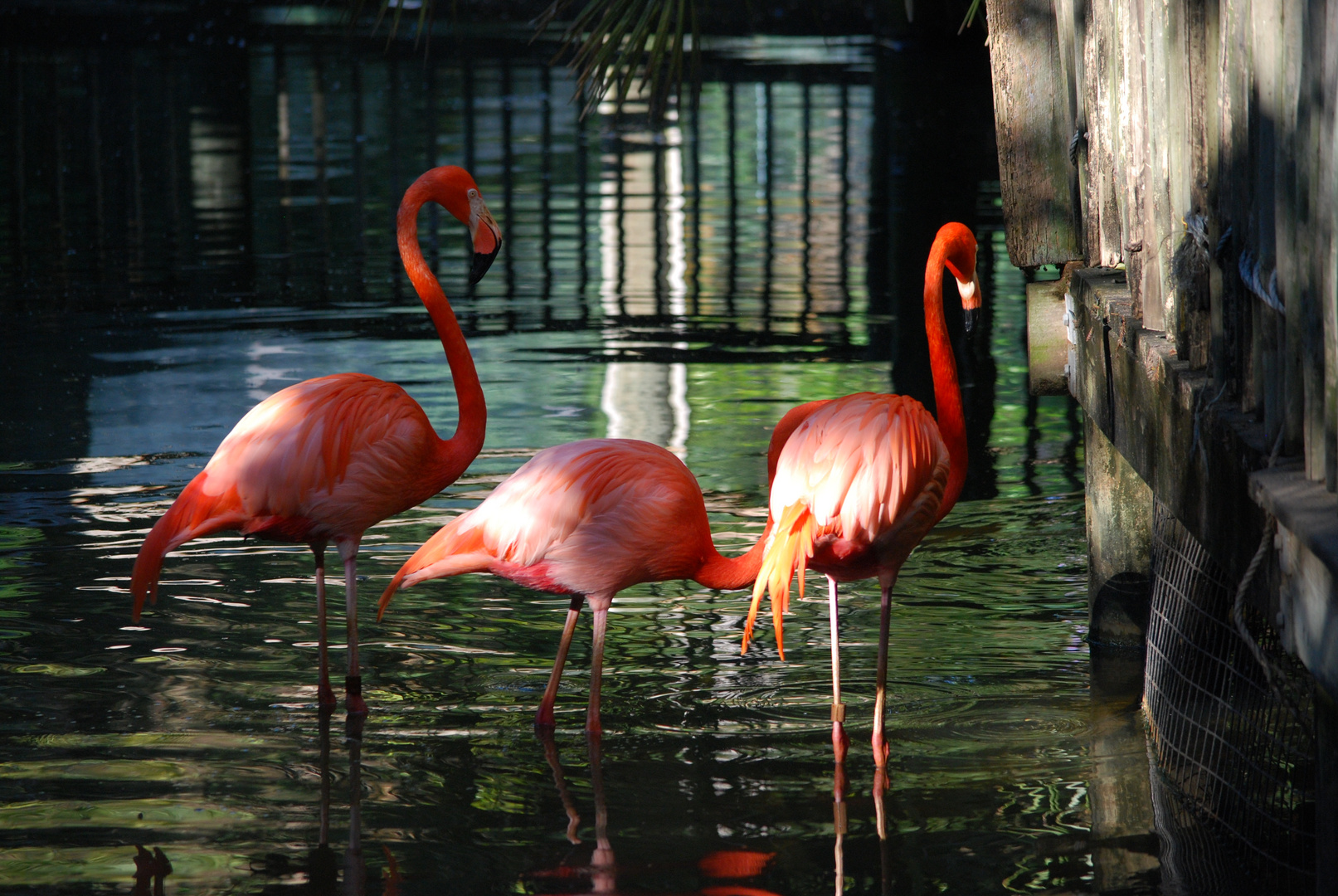 PINK LADIES