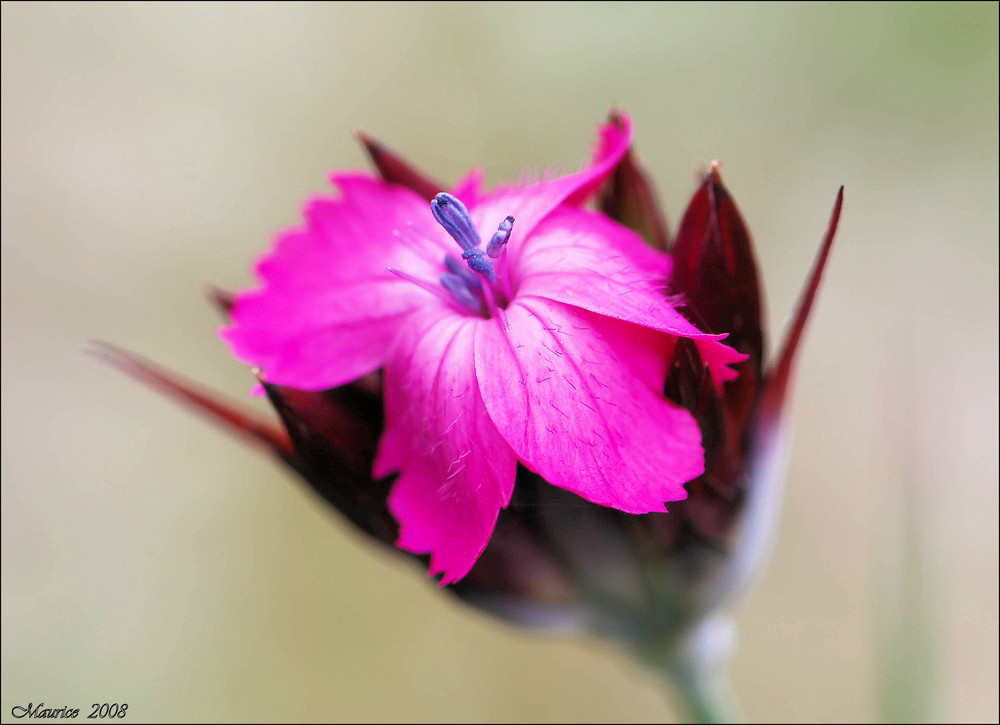 > pink lady 