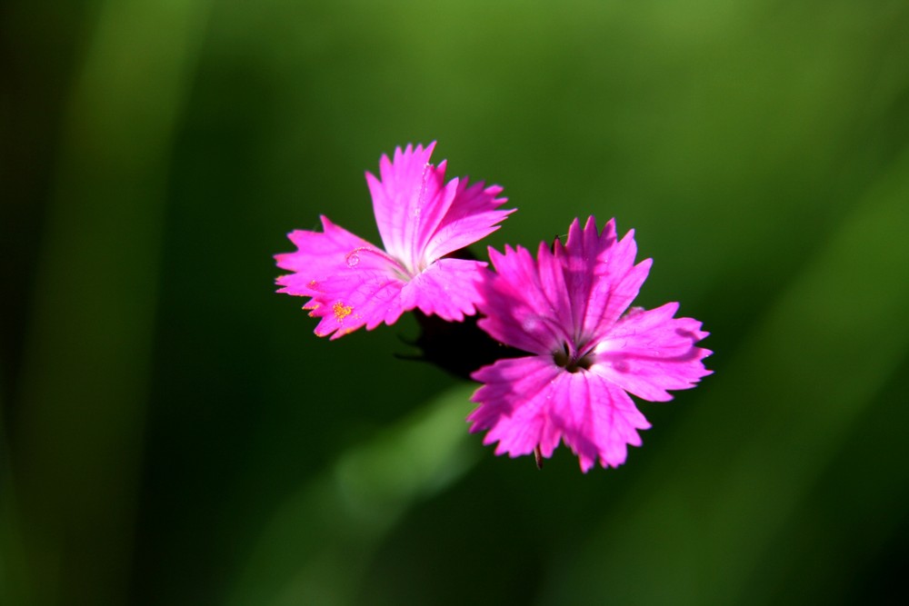 pink lady von Tina Weichelt