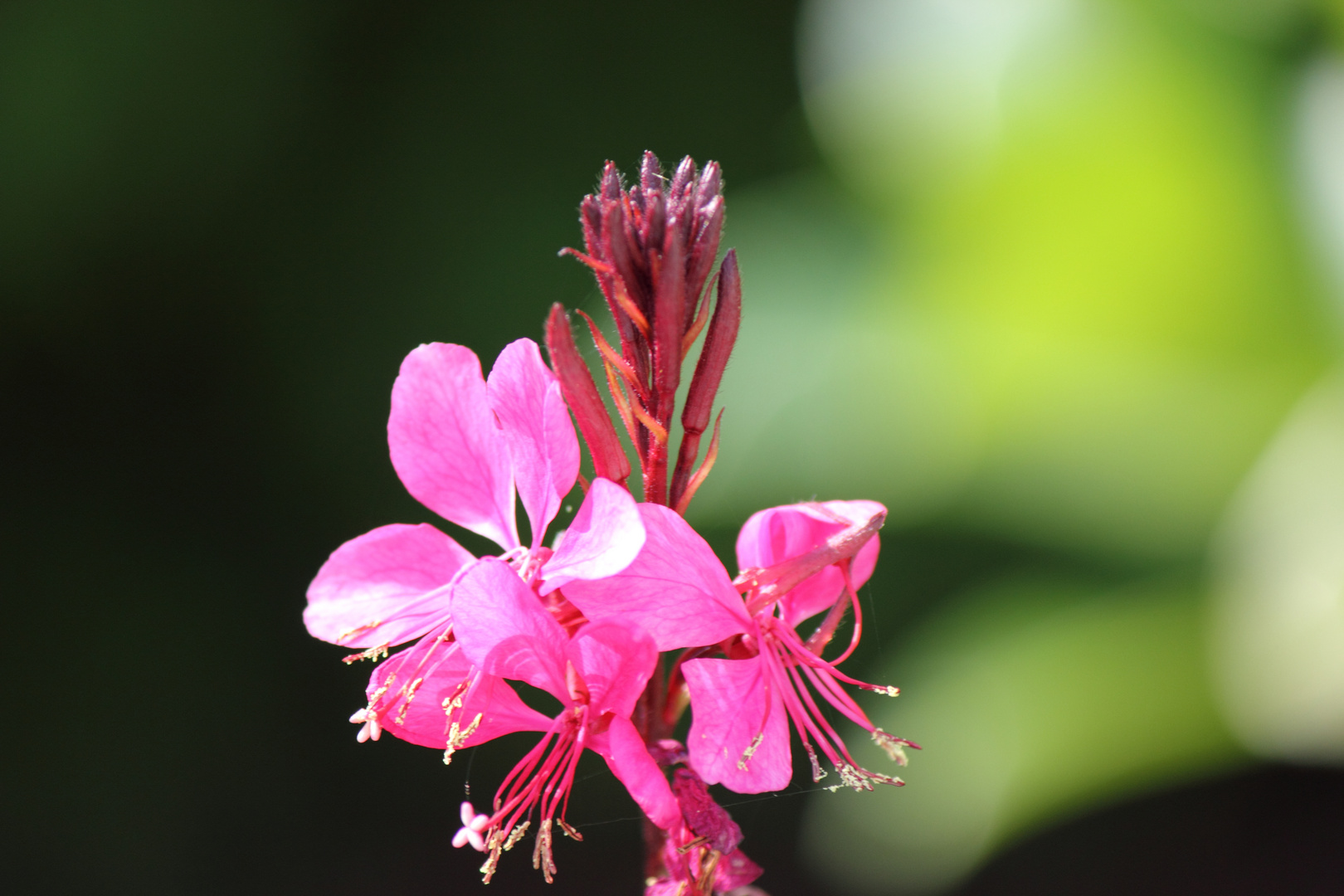 pink Lady