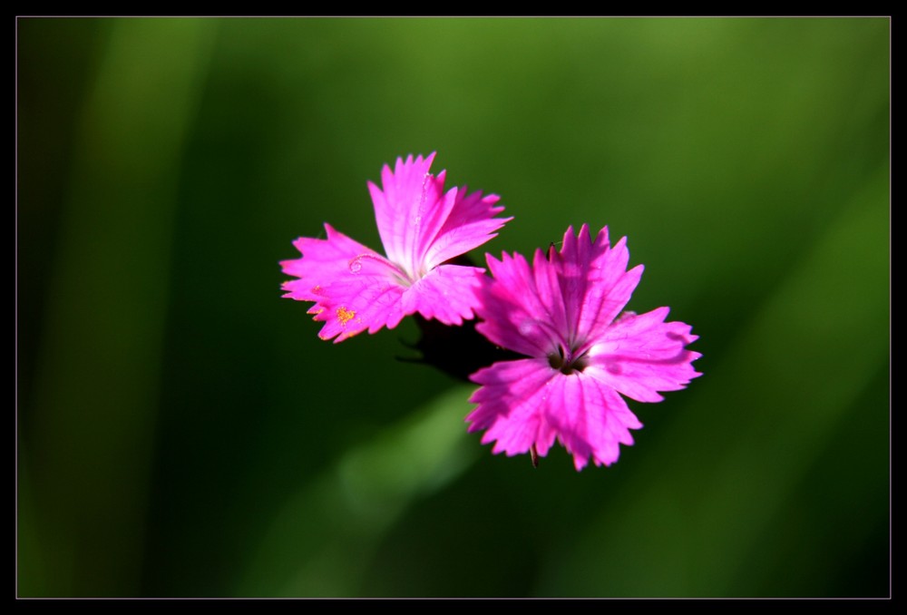 pink lady