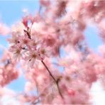 Pink Lady