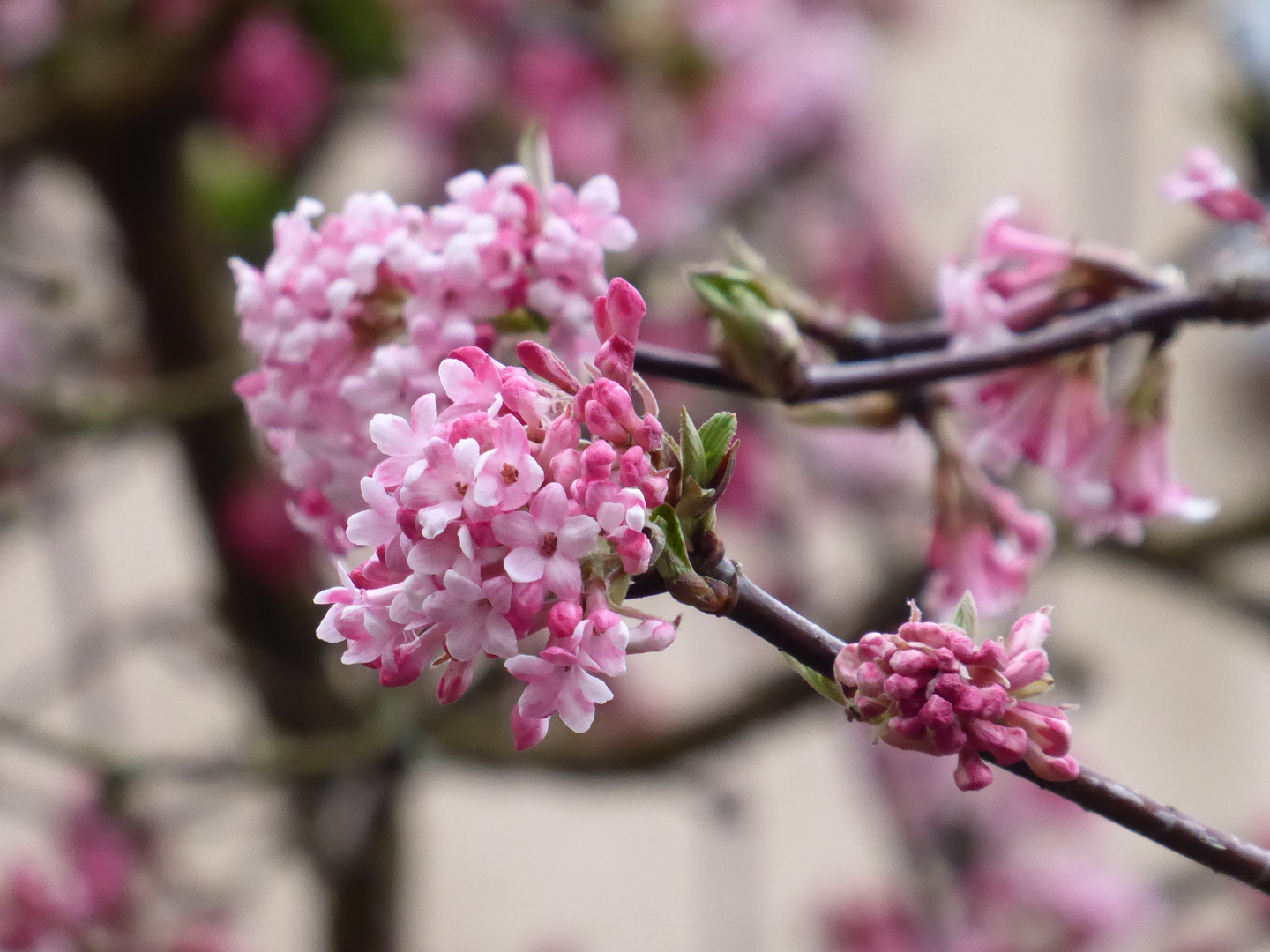Pink Lady Foto & Bild | pflanzen, pilze & flechten, blüten ...