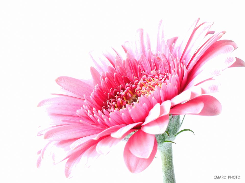 pink Lady ... Foto & Bild | pflanzen, pilze & flechten, blüten ...